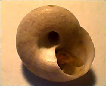 Gibbula da determinare